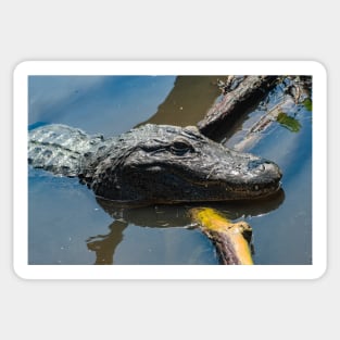 Alligator wildlife preserve 2 Sticker